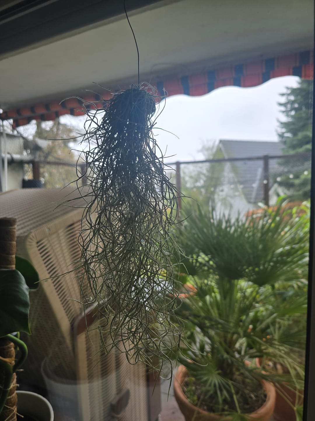 Customer photo review of Tillandsia usneoides - Lousianamoos