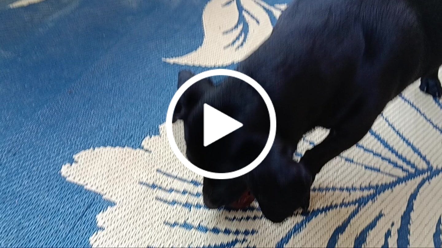 Customer video review of Beef Gullet Jerky Sticks 6"