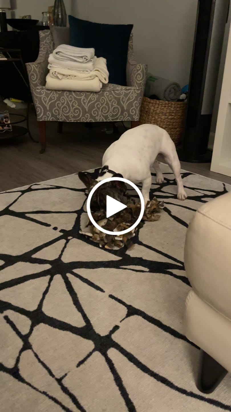 Customer video review of 6 Inch Standard Bully Stick