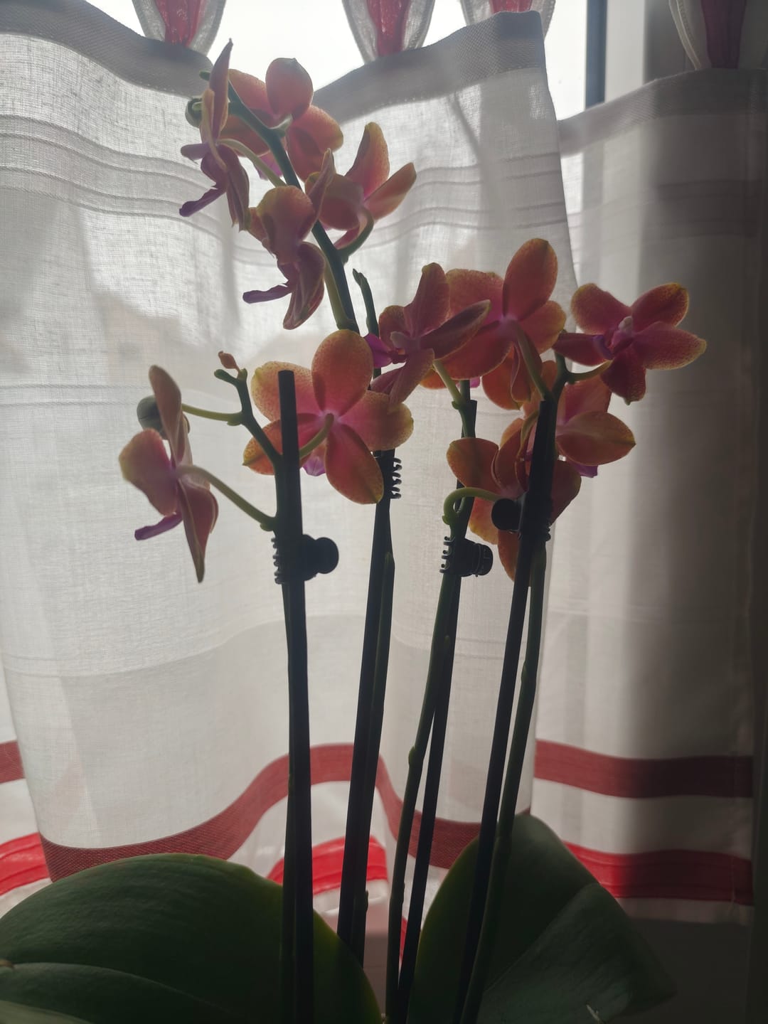 Customer photo review of Große Two of Us Duftorchidee Bolgheri mit orangen Blüten und 4 Rispen