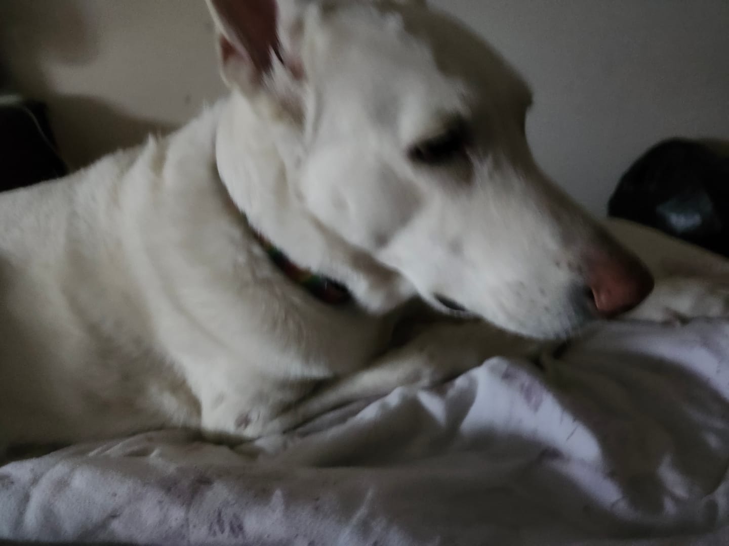 Customer photo review of Large Bully Stick Ring