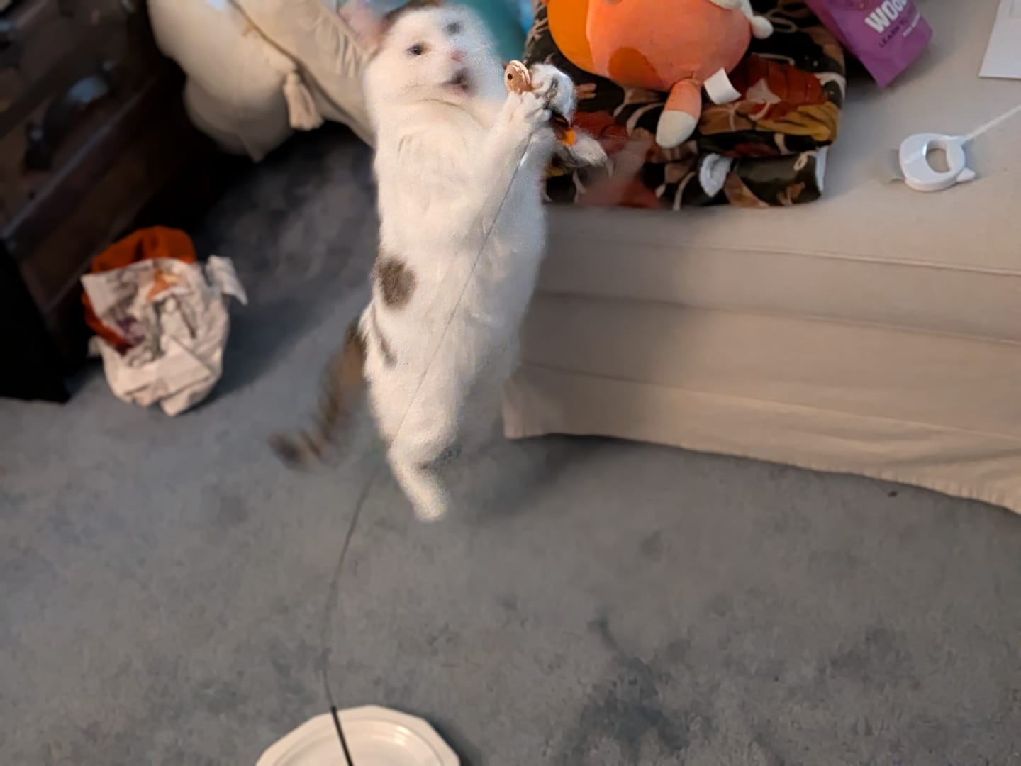 Customer photo review of Interactive Bird Simulation Cat Toy Set | Leo's Paw