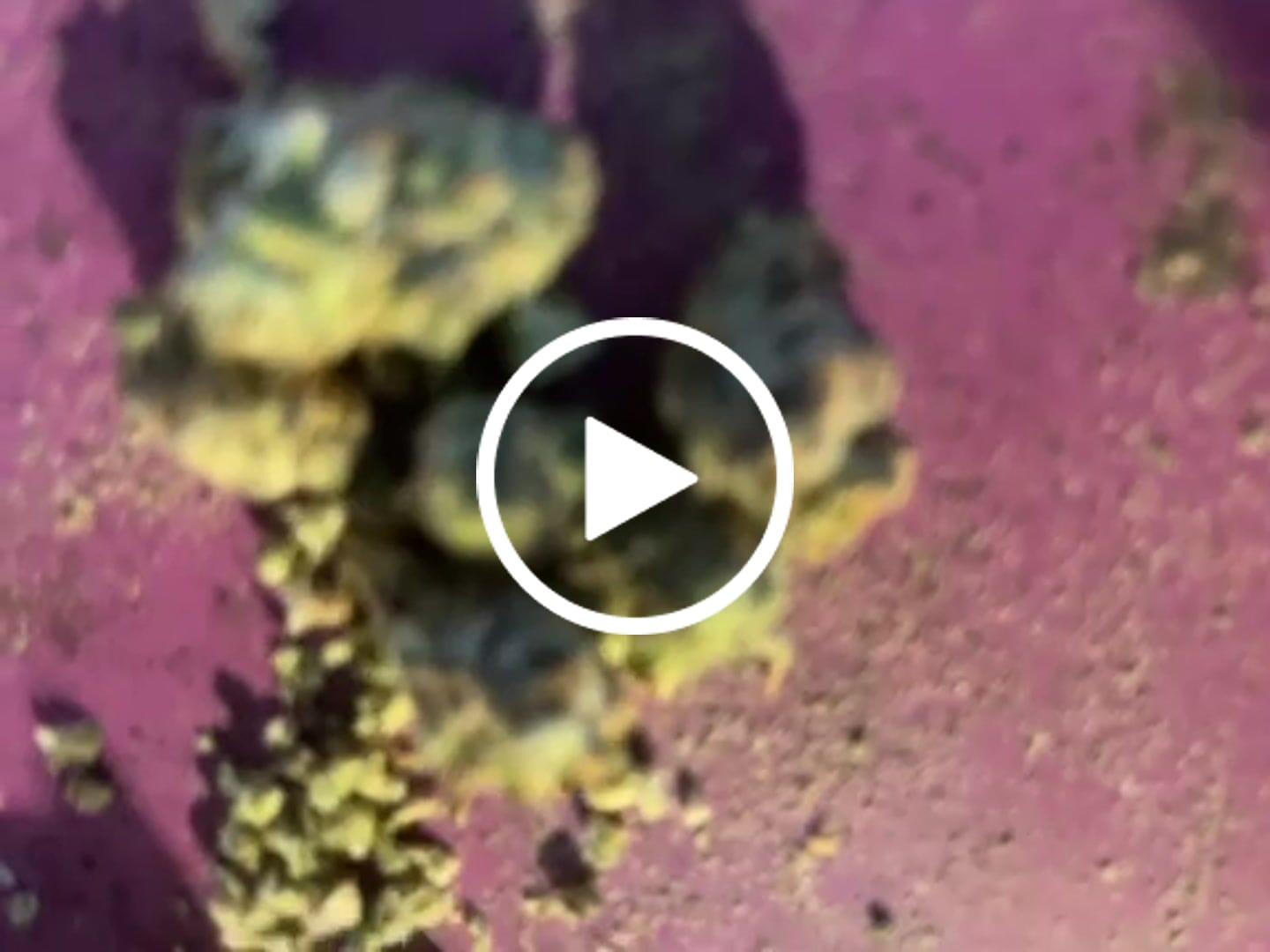 Customer video review of Cap Junky Flower – Indica – THCA