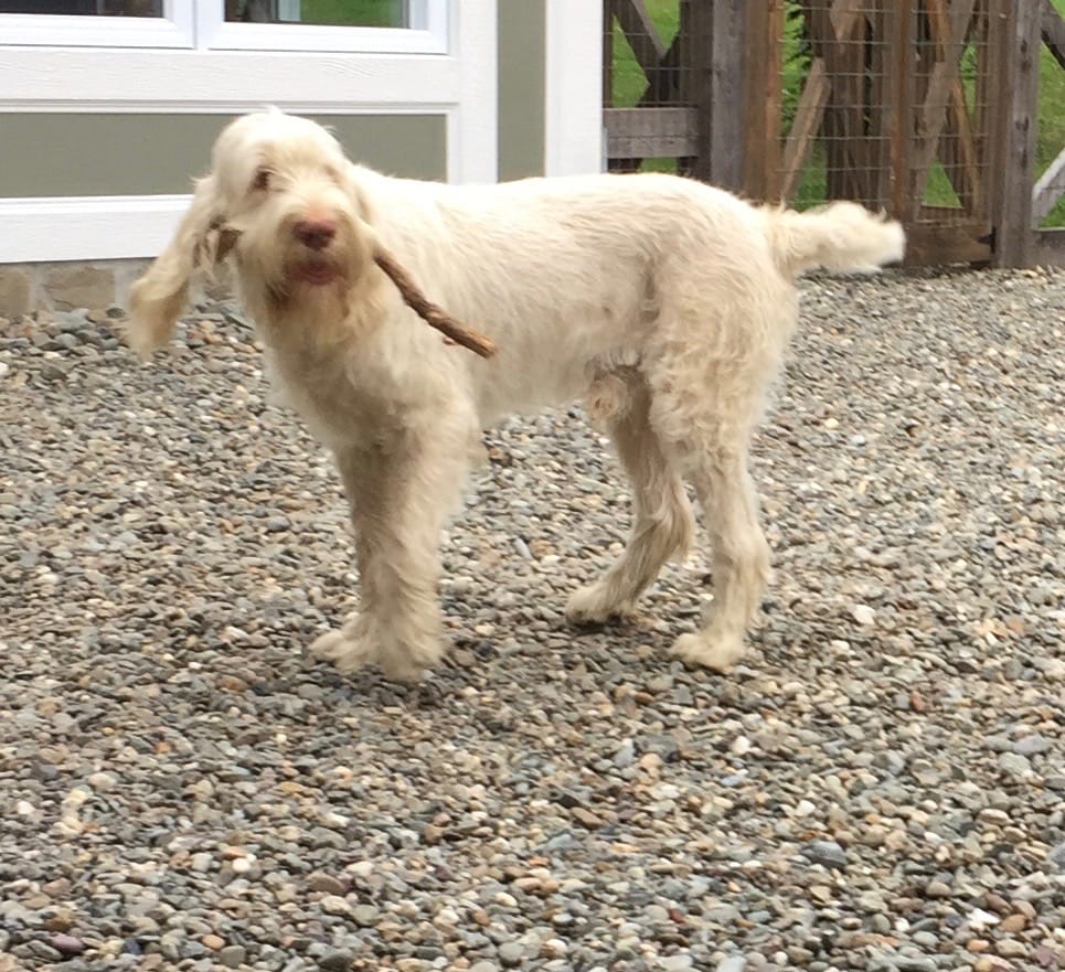 Customer photo review of COMBO DOULEURS ET BLESSURES pour chiens et chats : DOLORES, ARTURO