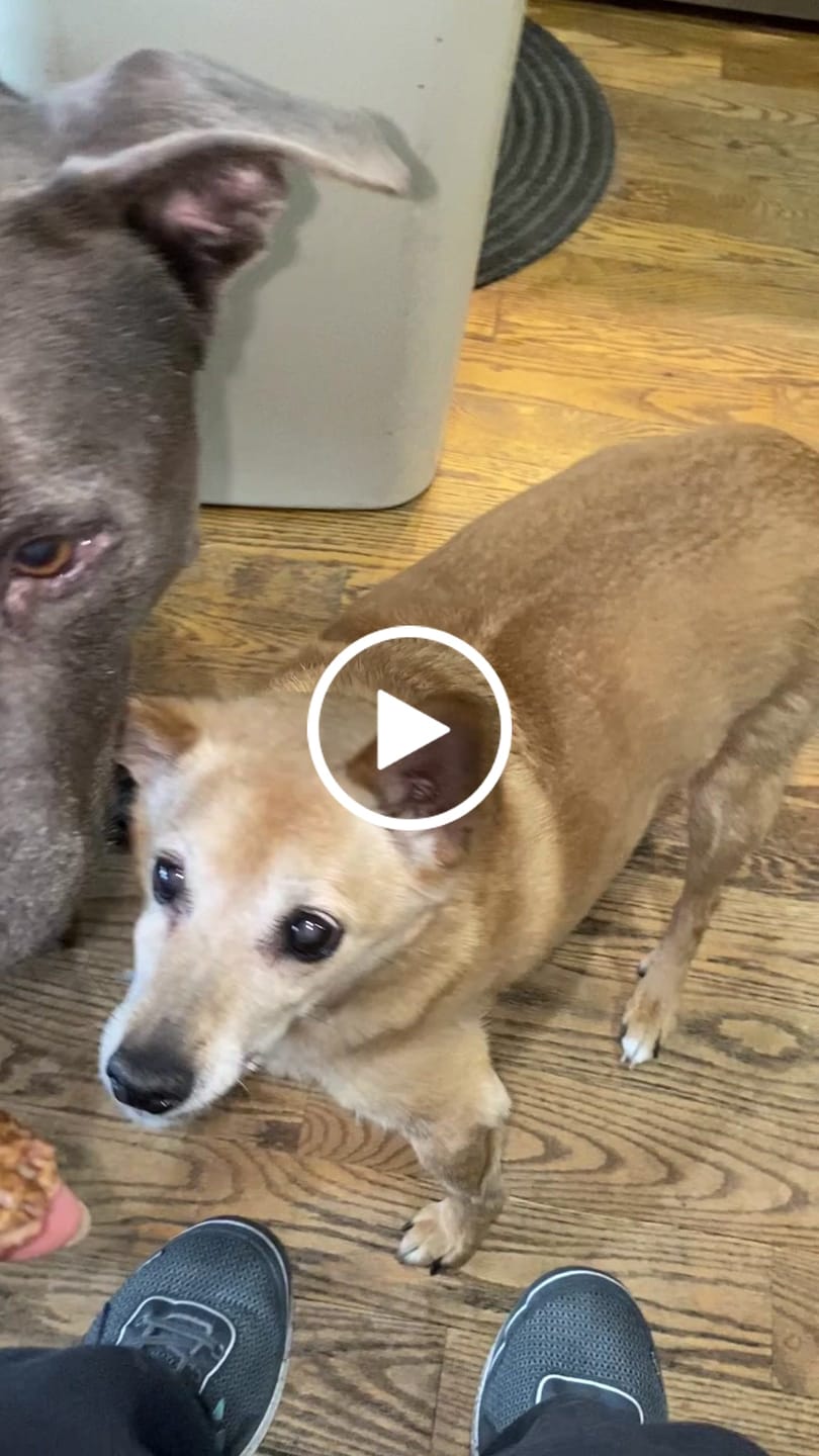 Customer video review of USA Beef Lung Chunks 1lb