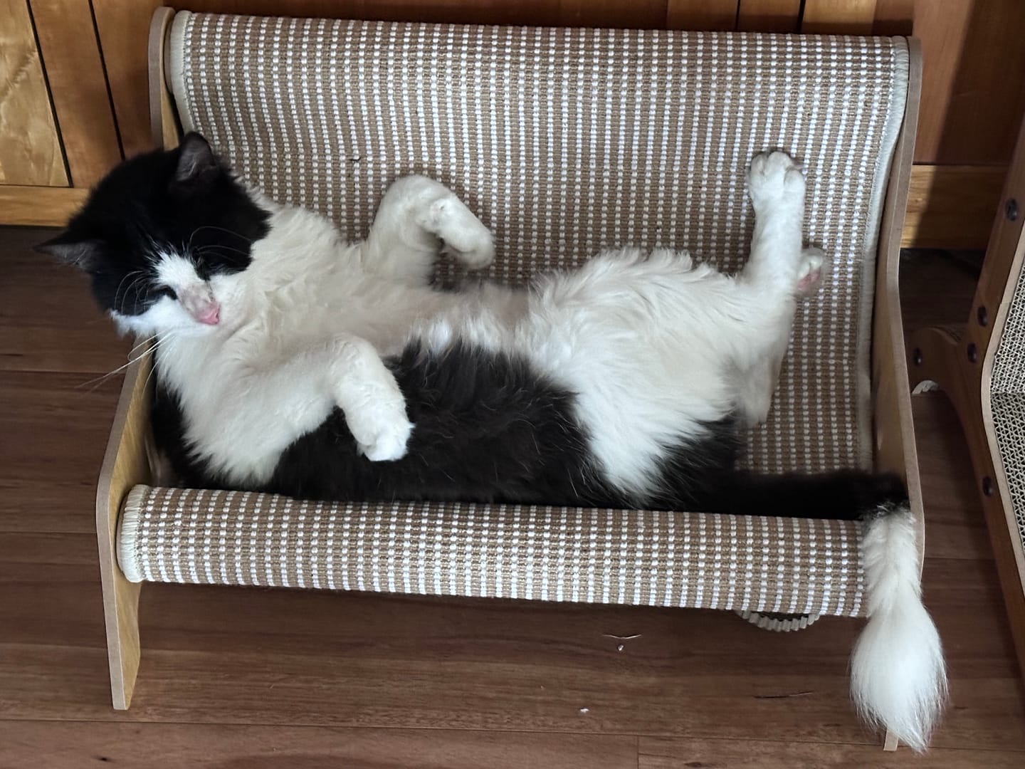 Customer photo review of Cat Scratcher Bed 2 in 1 Rest Lounge Chair Cardboard Kittens Scratching Pad