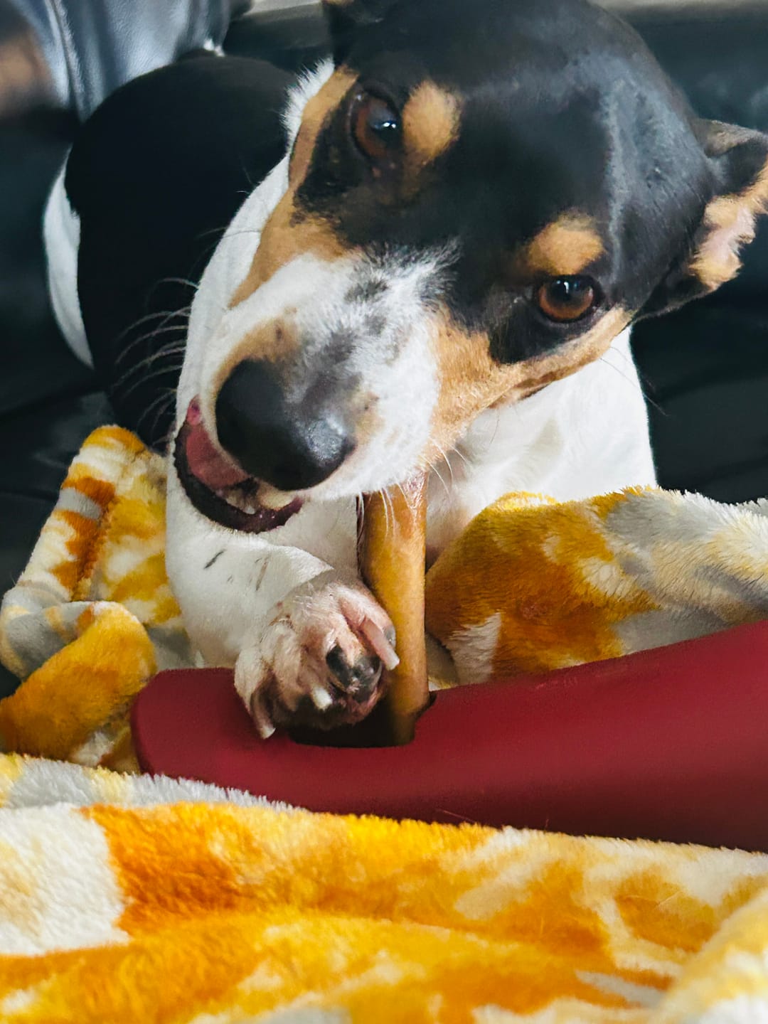 Customer photo review of Bully Stick Safety Holder