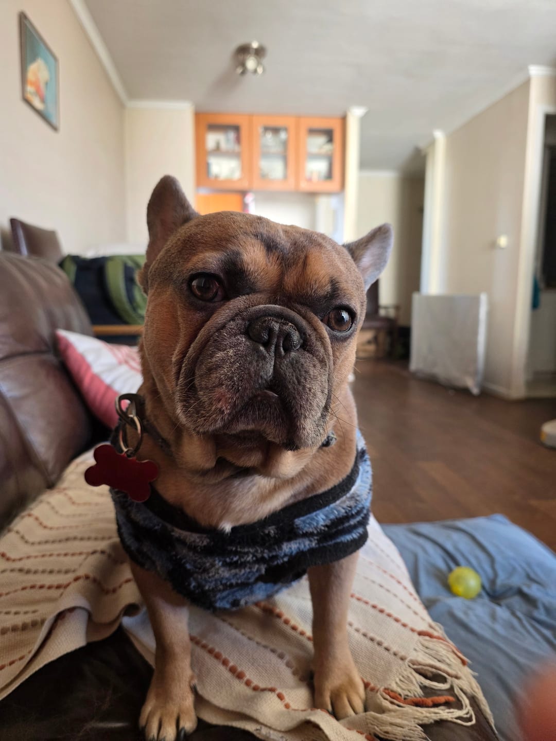 Customer photo review of PetFamily Foods Razas Pequeñas
