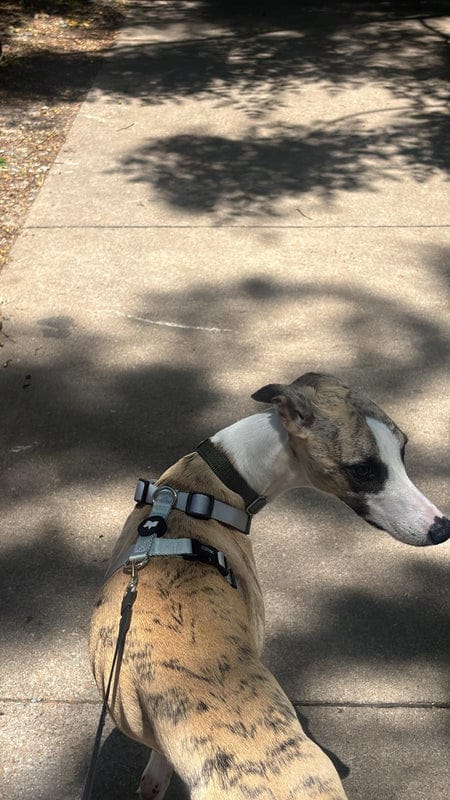 Customer photo review of Arnes H Pets Club Confort