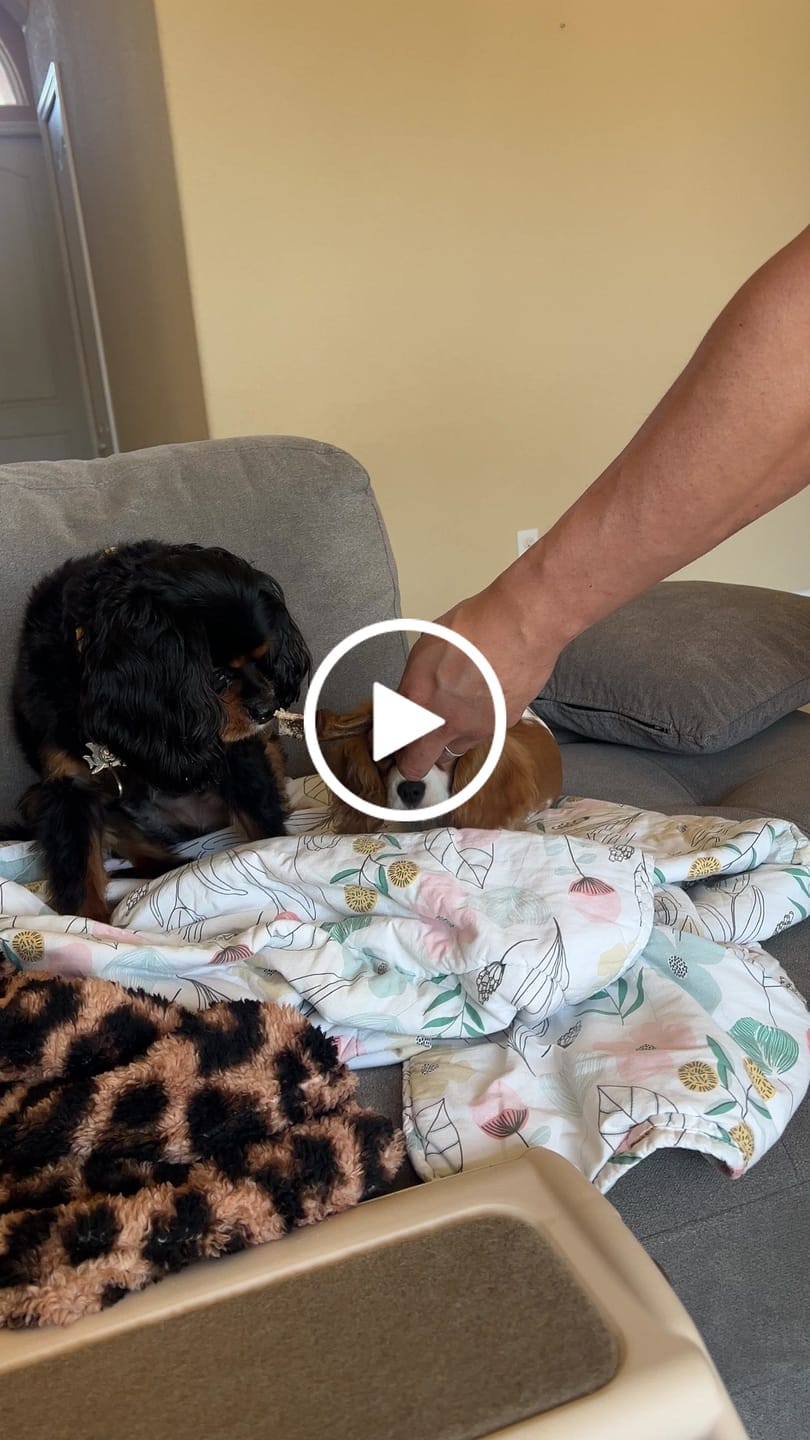 Customer video review of Hickory Smoked Bully Sticks