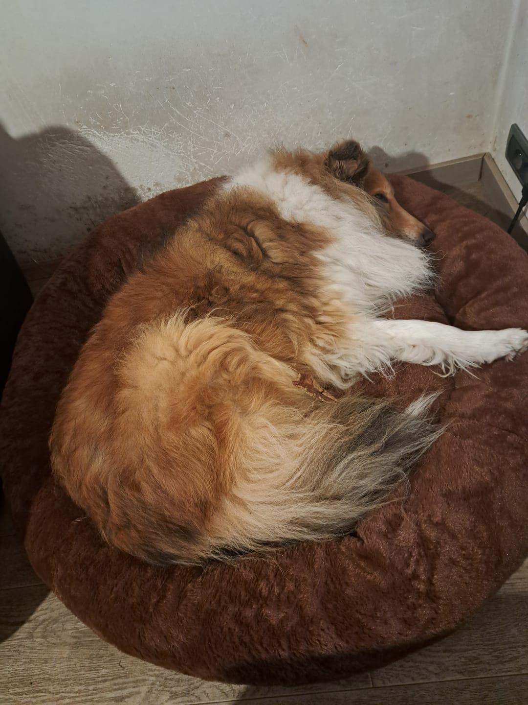 Customer photo review of Pet Perfect Hoes (ENKEL HOES) voor Orthopedische Donutmand - ZONDER VULLING