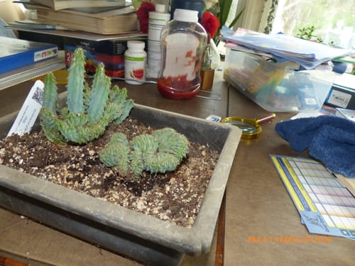 Customer's Variegated Melon Spurge with a fan-like crested form potted in a rectangular planter on a desk.