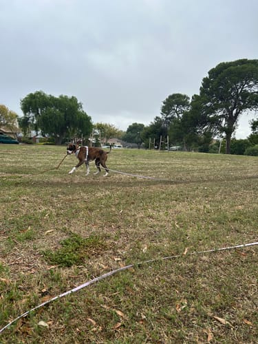 Customer photo review of Biothane Long Line with Detachable Handle