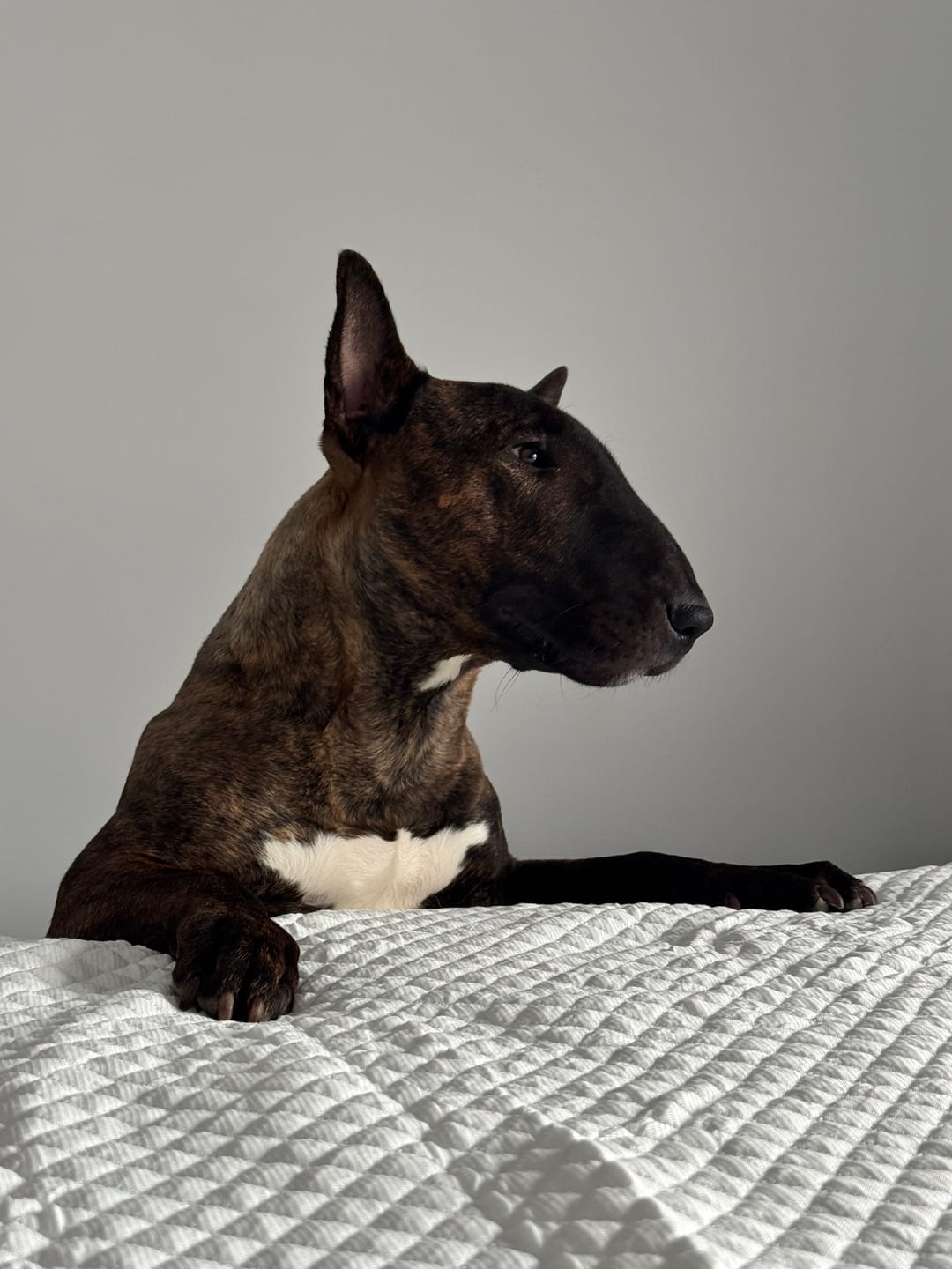 Customer photo review of 12 Inch Jumbo Braided Bully Stick