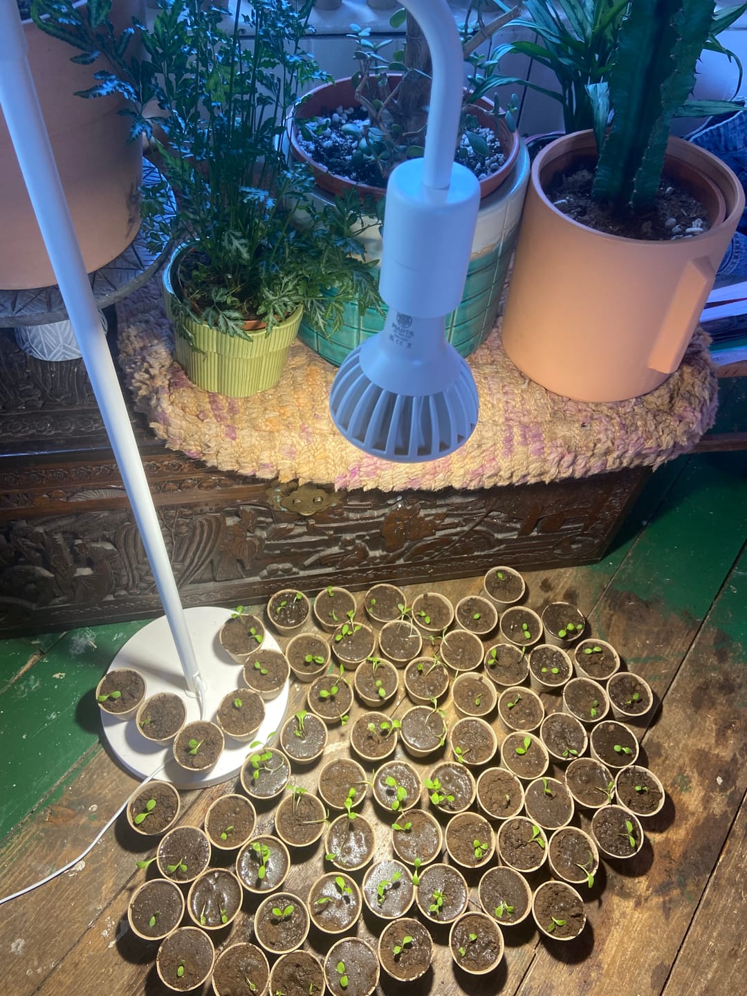 Customer photo review of Pianta Grow Light and Adjustable Floor Lamp Bundle