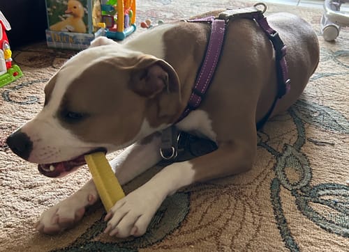 Customer's brown and white dog lies on a rug, chewing a yellow Banana Yak Chew.