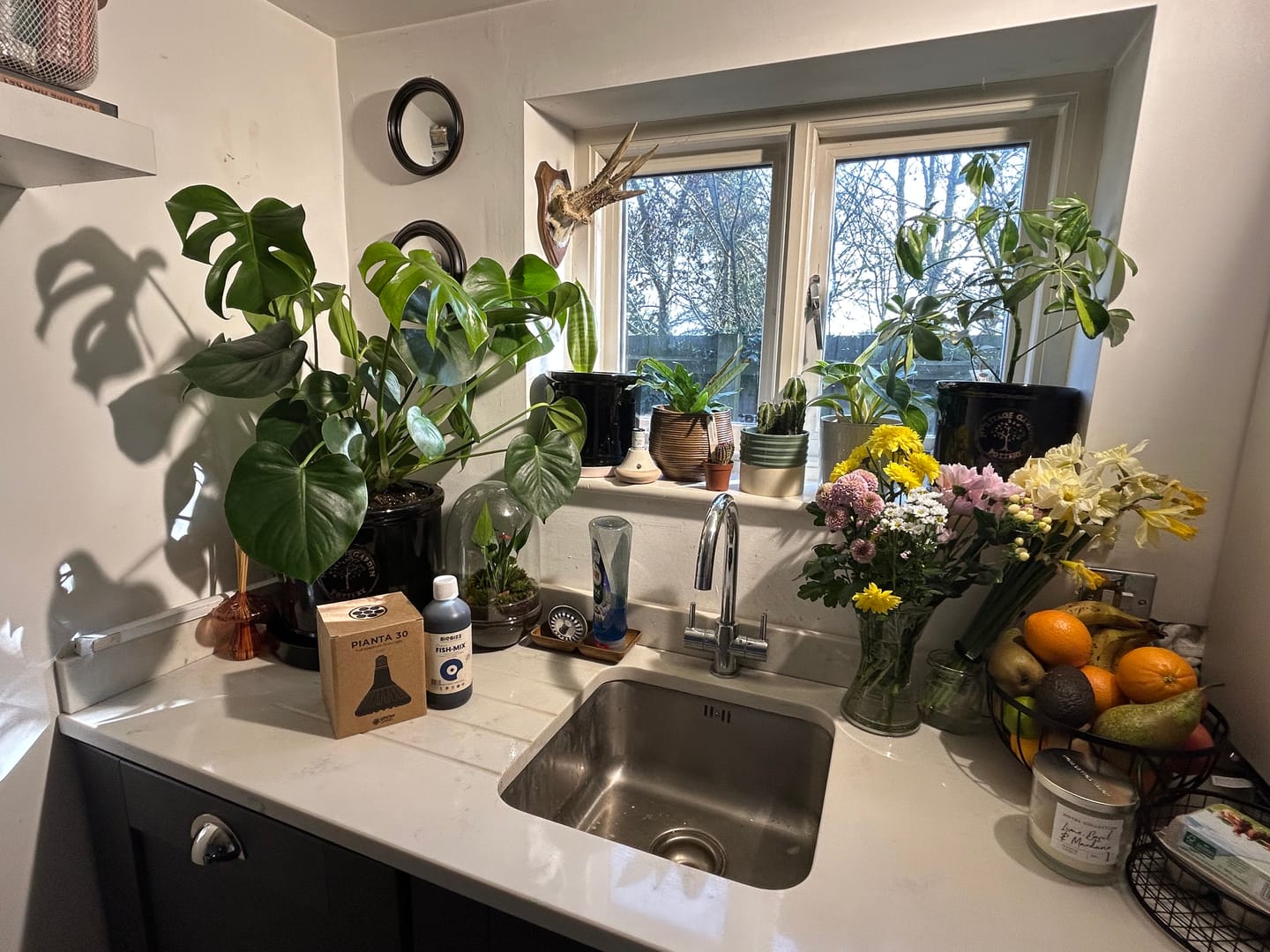 Customer photo review of Pianta 30 Grow Light LED Bulb
