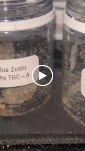 Customer video review of Biscotti Mintz 31% THCA