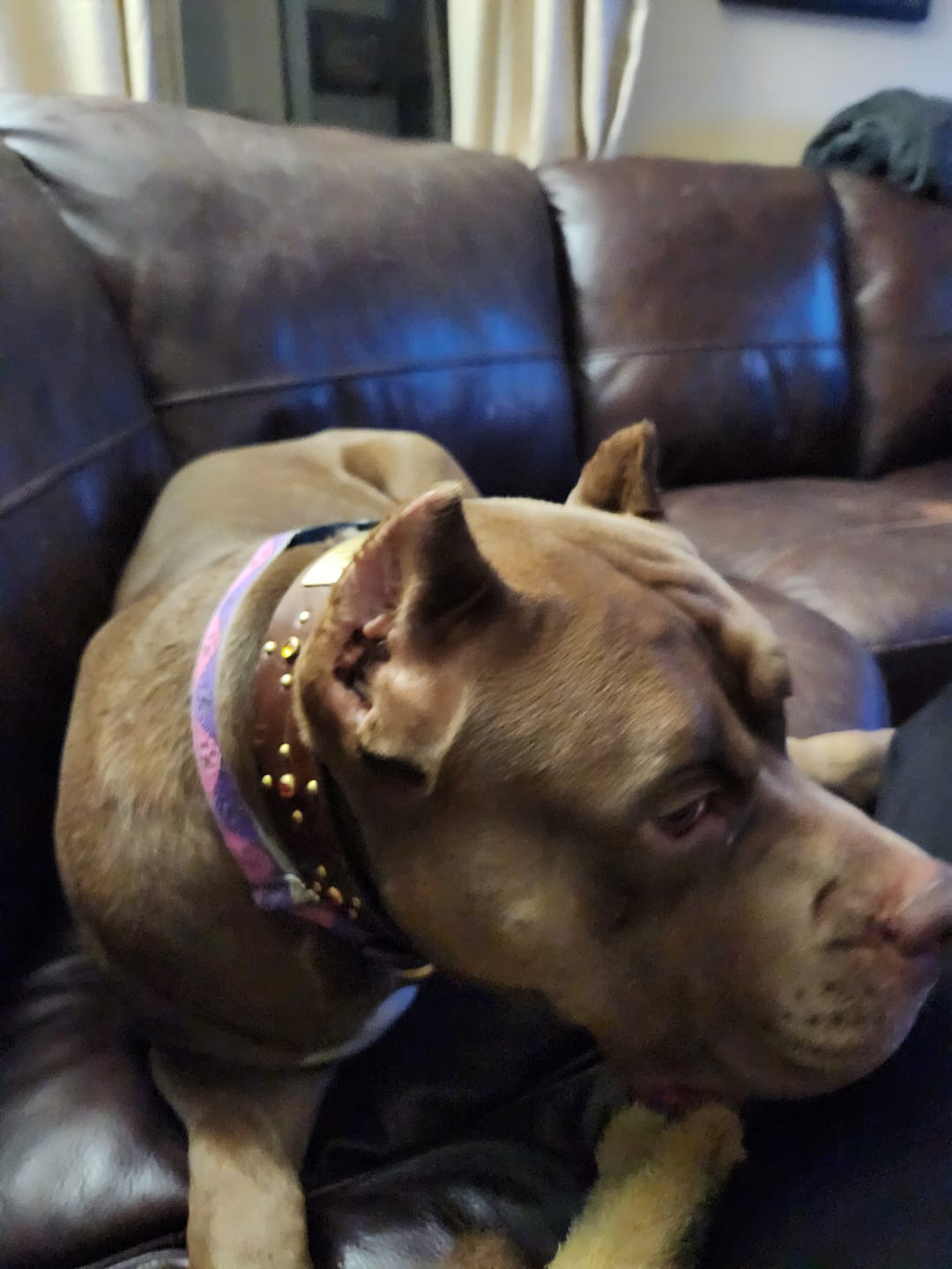 Customer photo review of The 'Crux' Leather Collar (1.5" panel)