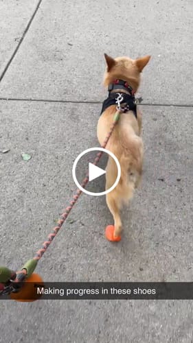Customer video review of WagWellies® Mojave Neon Orange