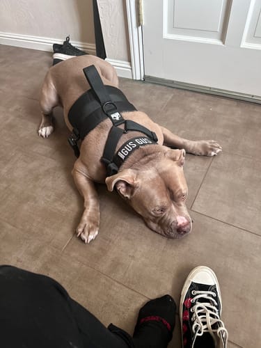 Customer photo review of Personalized Bully Proof Collar