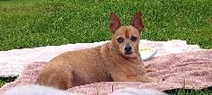 Customer photo review of Seizures - Dogs