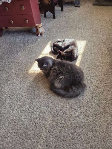 Customer photo review of Dog & Cat WALK-EASY® Joint & Hip Pain Relief Remedy