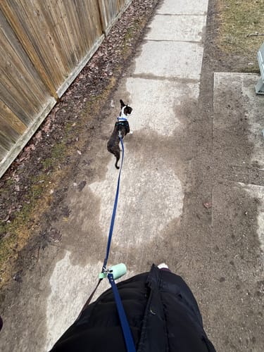 Customer photo review of Hands-Free Leash Adapter
