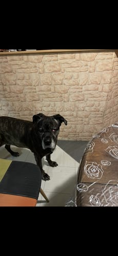 Le chien âgé d'un client se tient debout dans une pièce après avoir pris les Compléments articulations.