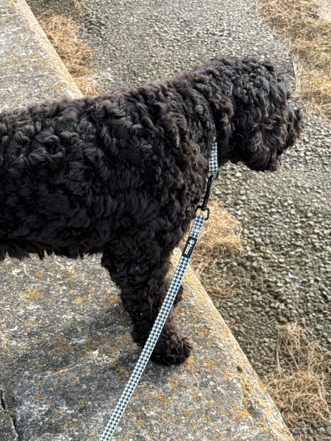 Customer photo review of Koppel - la Pepita