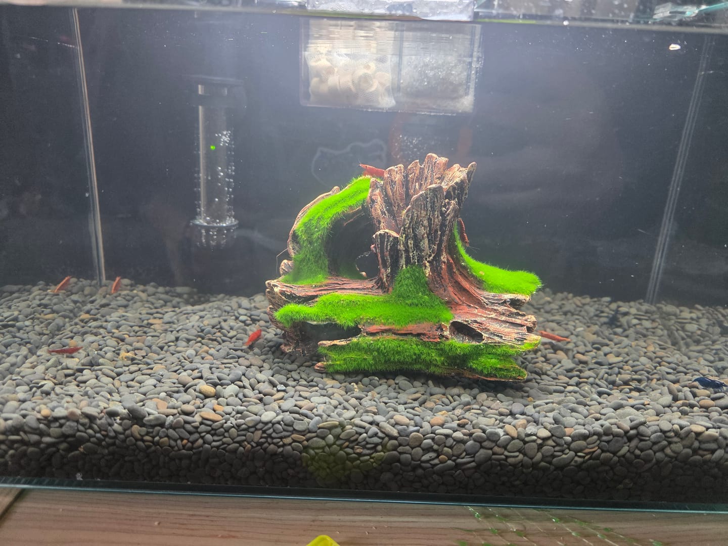 Customer photo review of Fourth Of July Shrimp Pack