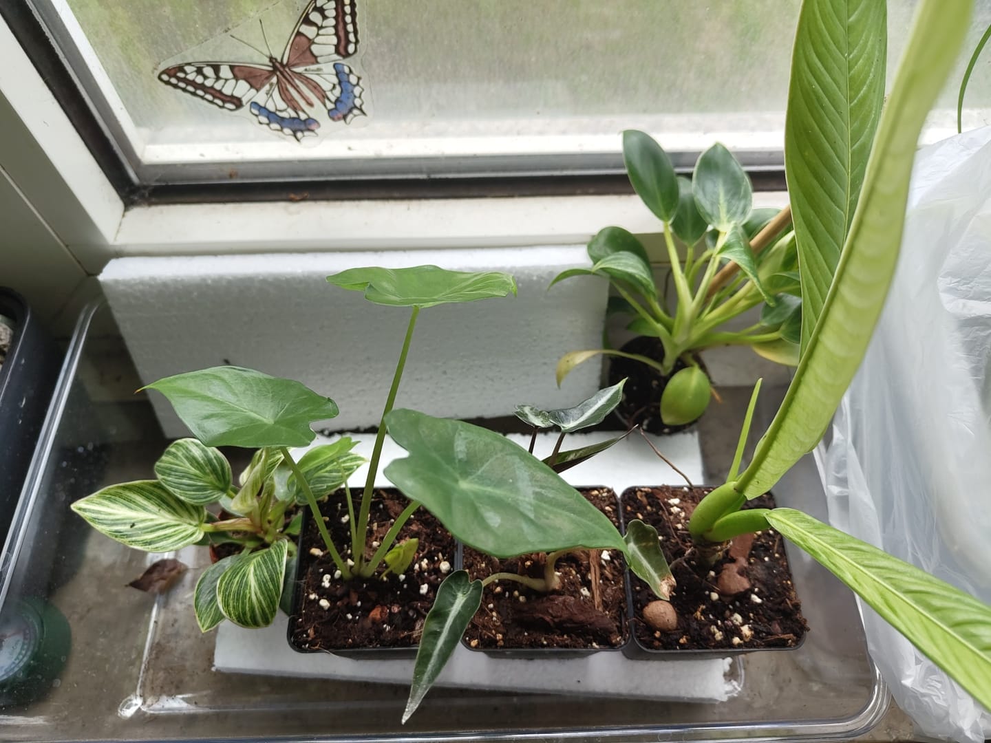 Customer photo review of SAD-PLANT-SET