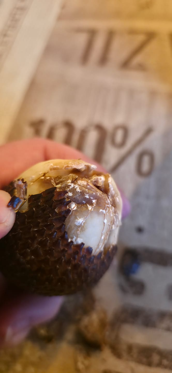 Customer photo review of Salak (Schlangenfrucht) naturbelassen