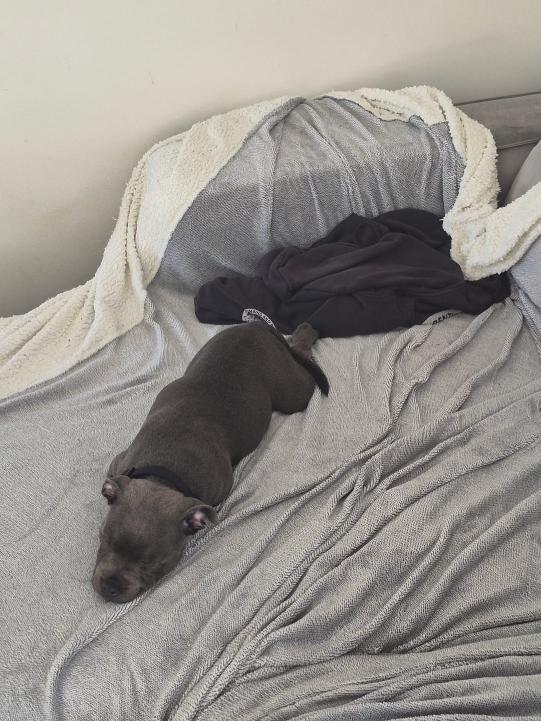 Customer photo review of Primal Wild Venison - Raw Free ranged for dogs and cats