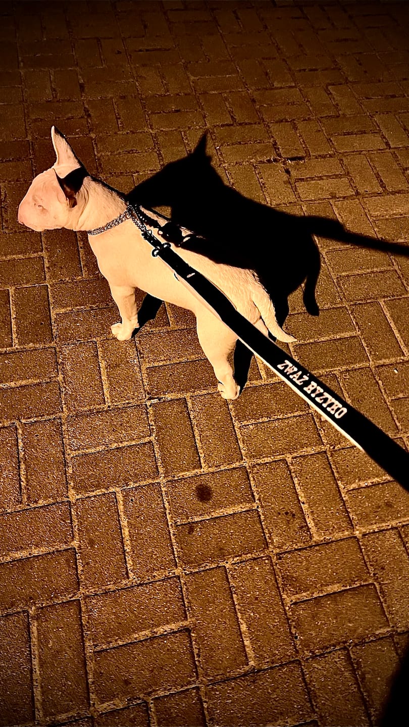 Customer photo review of Smycz przepinana dla psa z imieniem - Personal Multi Leash