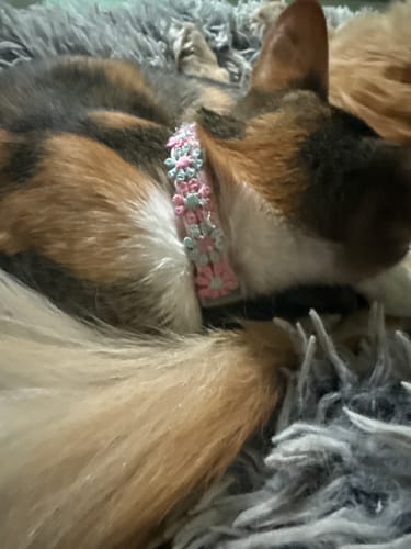 Customer photo review of CT4499 1 Pieza De Collar Para Mascota