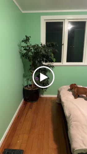 Customer video review of Amelie Chinoiseries Wallpaper - Sage