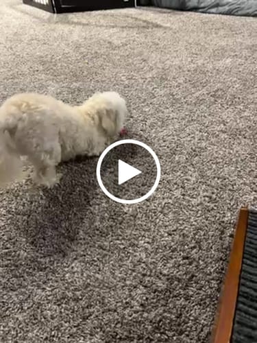 Customer video review of Long-Lasting Yak Chews — 6 Flavor Pack