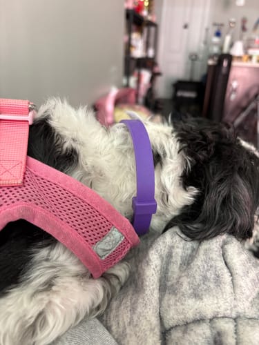 Close-up: Reviewer's small dog wearing the purple PawLax Collar around its neck, next to a pink harness.