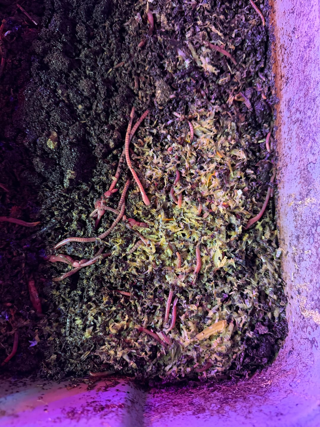Customer photo review of Red Wigglers Composting Worms