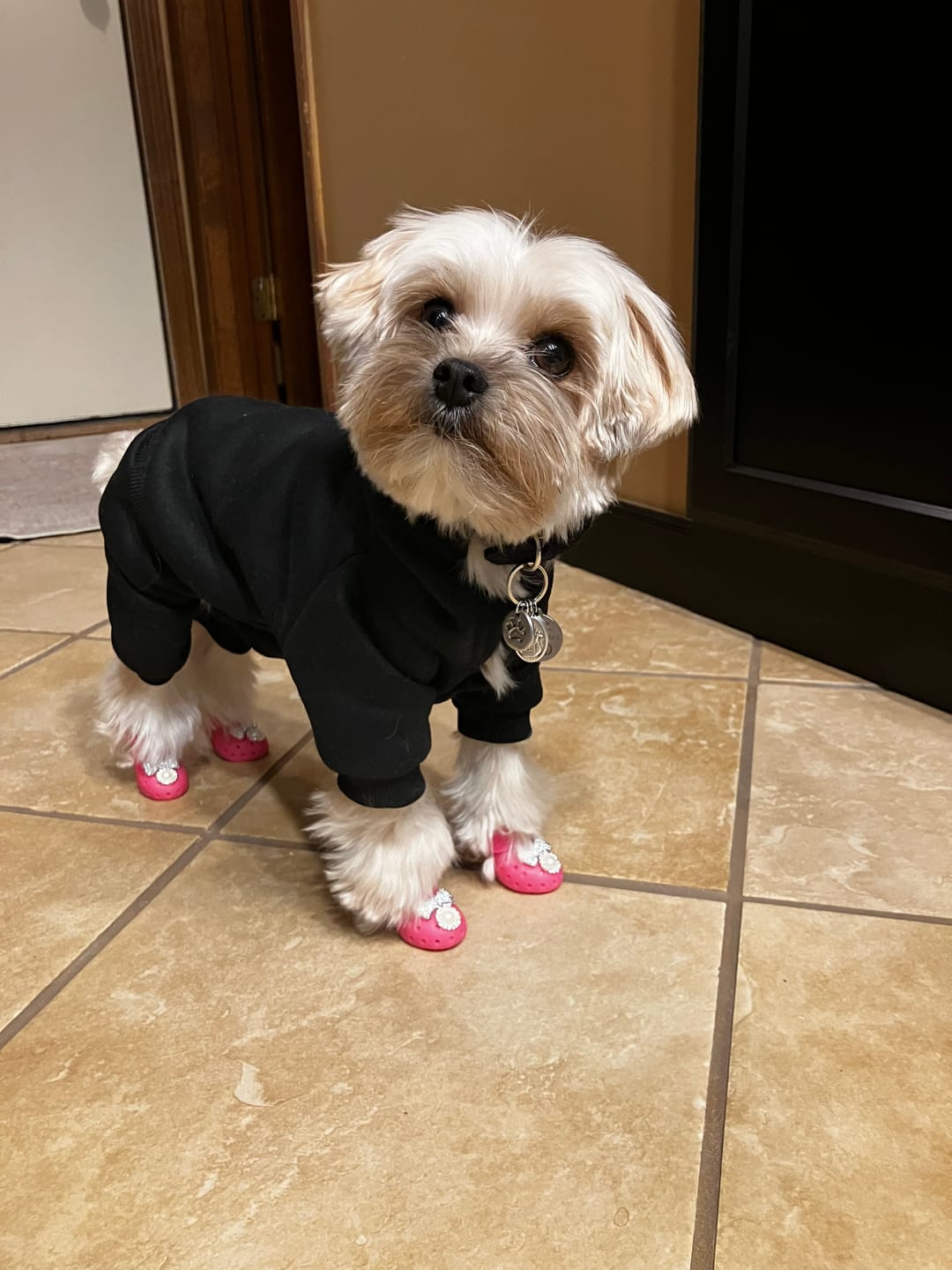 Customer photo review of WagWellie® Mojave Single