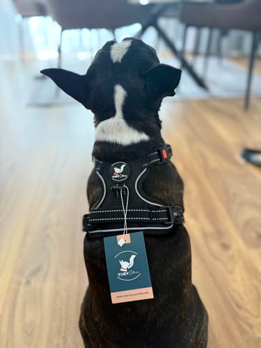 Customer photo review of No Pull Harness
