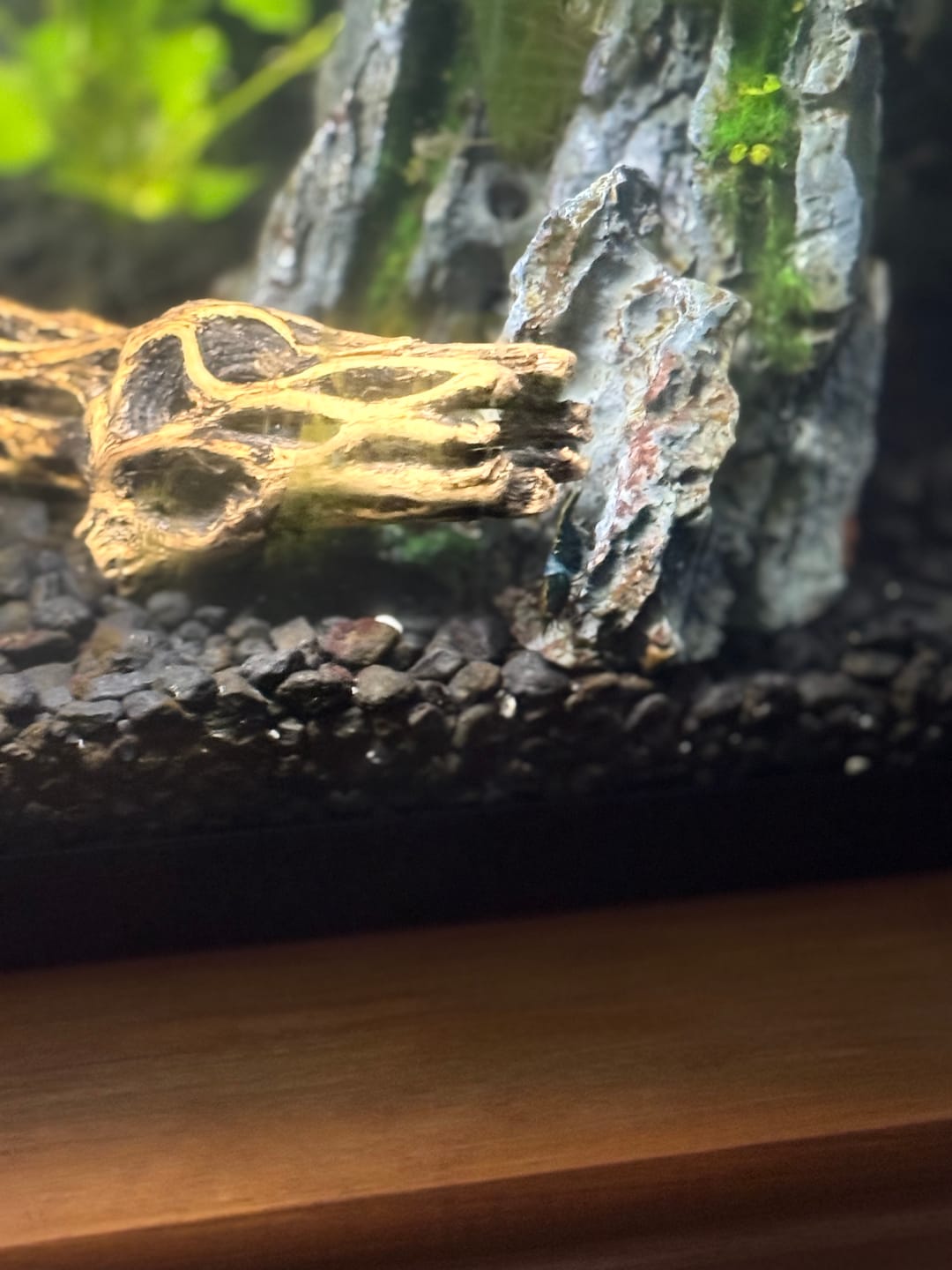 Customer photo review of Carbon Rili Shrimp