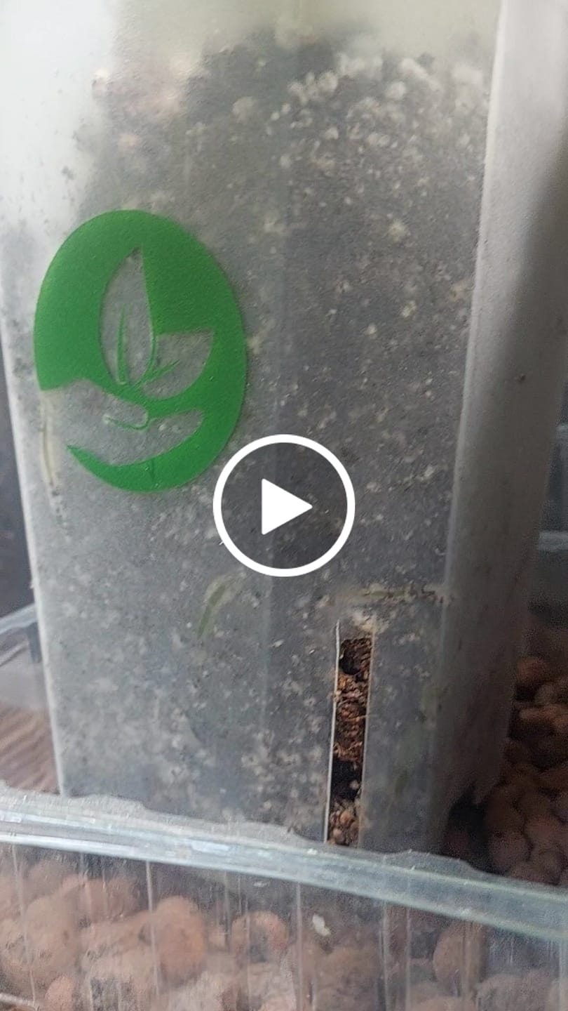 Customer video review of Square Clear Plant Pots