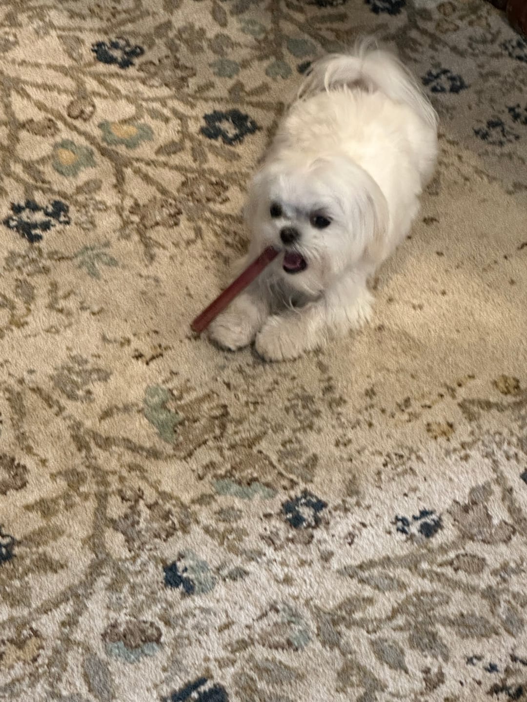 Customer photo review of 6-Inch Standard Bully Sticks