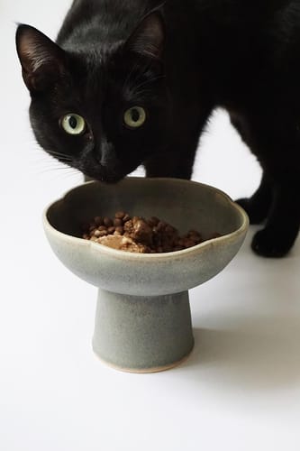 Le chat noir d'un client mangeant les Croquettes pour Chat Stérilisé dans une jolie gamelle surélevée.