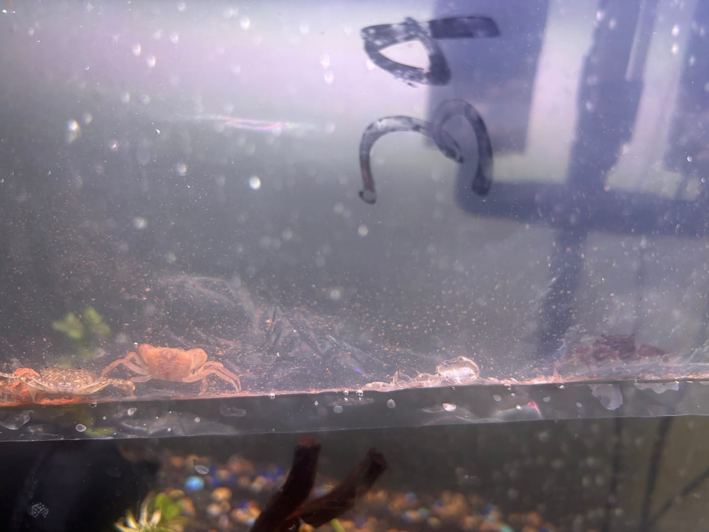 Customer photo review of Freshwater Pom Pom Crab (Ptychognathus barbatus)