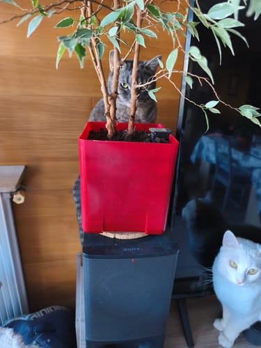 Photo d'un client montrant son chat tigré derrière une plante en pot et un chat blanc à proximité.