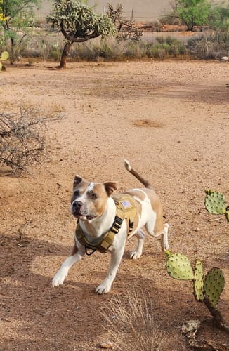 Reviewer's brown and white dog wearing the tan Team K9 Tactical Dog Harness while walking in a desert environment.