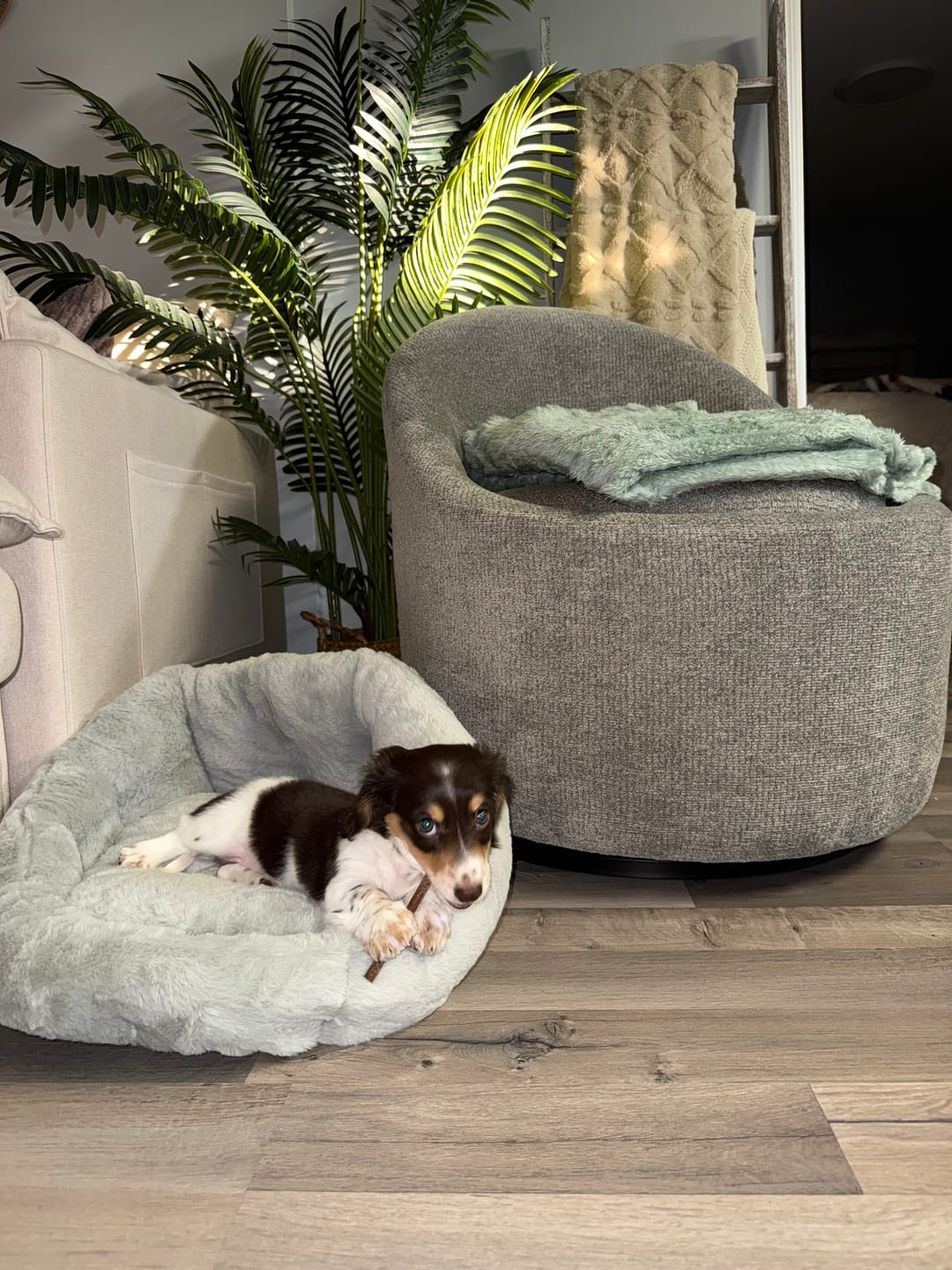 Customer photo review of PAWD Crate Pad & Dog bed